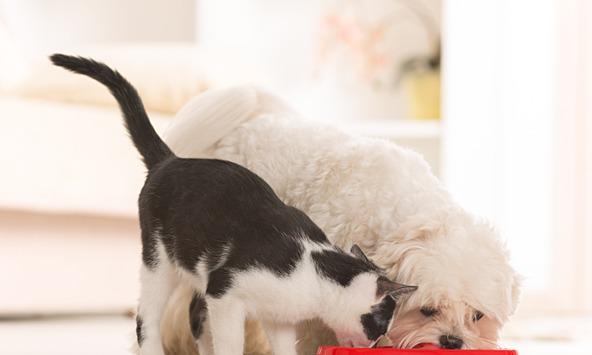 A cat and a dog share a drinking bowl